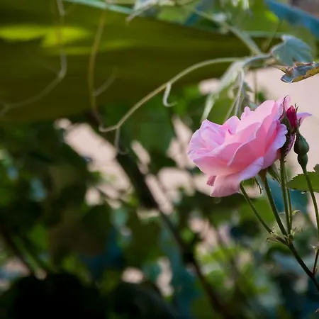 Gasthof Sara Sansepolcro